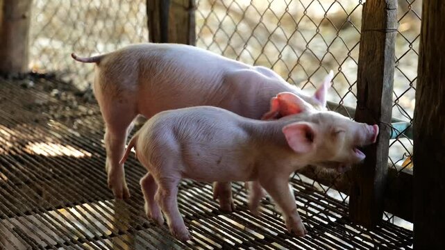 Piglets drinking water on the farm so happily, Ecological pigs and piglets
