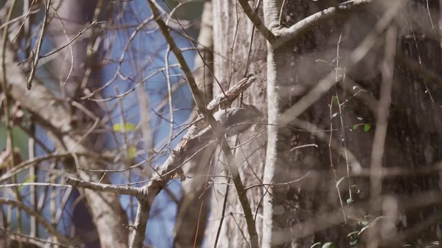Downy Woodpecker digs on a dead stick looking for insects