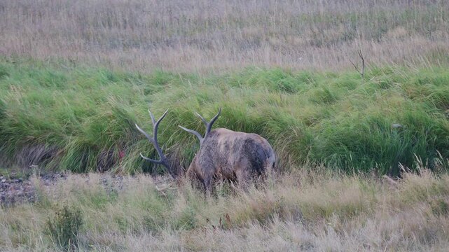Bull elk takes a drink from a low creek, then raises its head and walks away