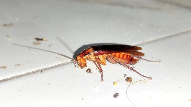 cockroaches eating leftover food on the floor