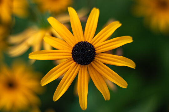 Yellow rudbeckia flower (black-eyed susan) with dark center and soft background