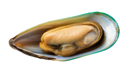 Appetizing cooked New Zealand green-lipped mussel in natural shell, healthy omega-3 food © Paula