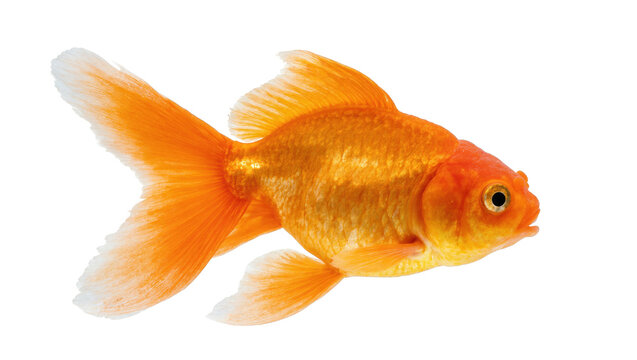 Vibrant orange goldfish swimming in profile, showcasing its detailed scales and elegant fins