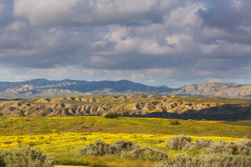 Naklejka premium Carrizo