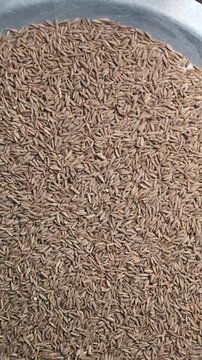 Top View of Cumin Seeds (Jeera) &ndash; Texture and Culinary Footage