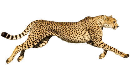 Fast African cheetah in full stride, displaying incredible agility and distinctive spotted fur © Paula