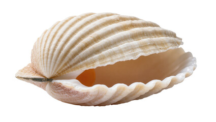 Natural beige and cream ribbed seashell slightly open showcasing its unique interior form © Paula