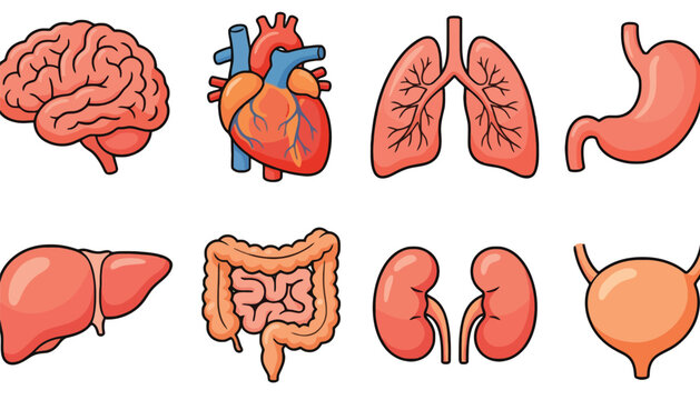 Human organ illustrations including brain, heart, lungs, and digestive system