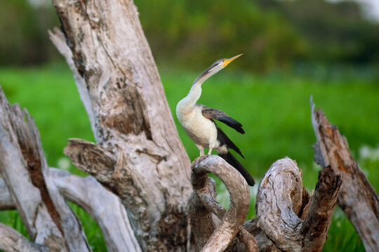 Oiseau grand &eacute;chassier d'Australie sur un souche d'arbre au-dessus des marais sauvage. Anhinga d'Australie sur un arbre mort de la rive de la Daintree River.