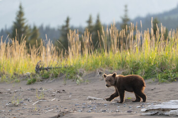Bear cub looking back towards the camera on the beach © feeferlump