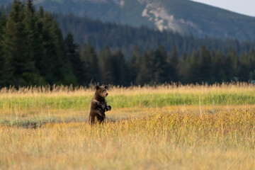 Bear cub in a golden field in Lake Clark, Alaska © feeferlump