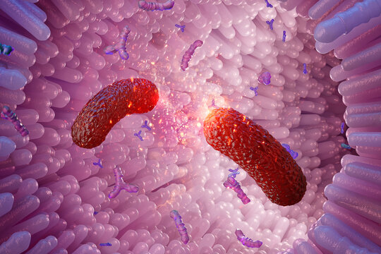 Engineered living therapeutics showing genetically modified synthetic bacillus releasing bioactive molecules inside intestinal villi, microbiome drug delivery concept, targeted intracellular therapy 