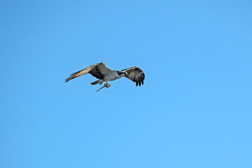Obraz premium American osprey in flight, carrying a fish in its talons, with clear blue sky in the background.