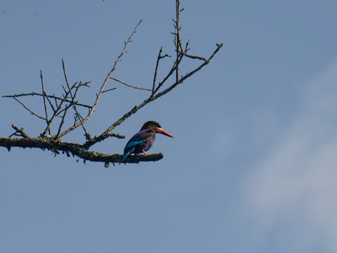 Cekakak Jawa (Halcyon cyanoventris)  perched on a dry tree