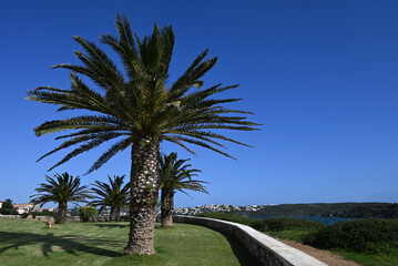 Fototapeta premium Palmiers dans un jardin d'Es Castell au bord de la mer Méditerranée sur l'île de Minorque