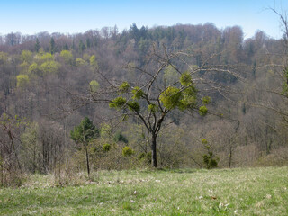 Naklejka premium Mistletoe Laden Tree in Early Spring Landscape