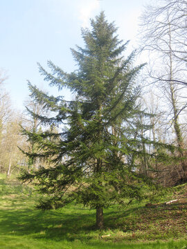 Majestic Evergreen Tree in Spring Landscape