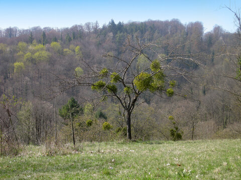 Mistletoe Laden Tree in Early Spring Landscape