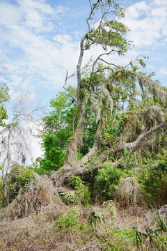 The landscape of Boyd Hill Nature Preserve in the city of St. Petersburg in Florida