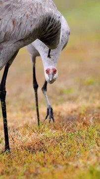 Florida sandhill crane feeding nearly grown colt chick, parent and juvenile behavior in natural habitat