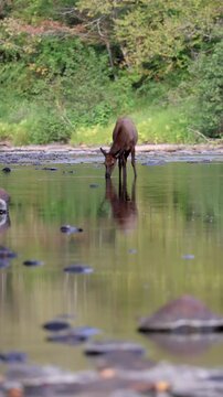 Elk cow walking through river with soft reflection, calm wildlife scene in natural habitat