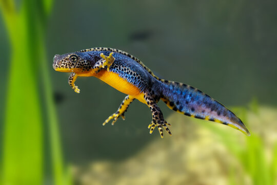 Bergmolch (Triturus alpestris) M&auml;nnchen