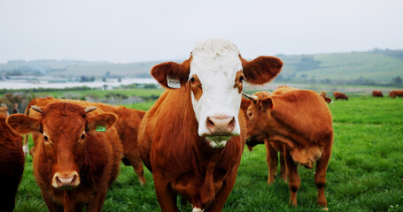 Naklejka premium Agriculture, portrait or cow in nature for conservation, food and sustainable farming with landscape. Organic, livestock or animal in countryside with grass, meat or milk production on cattle ranch.