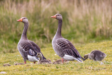 Graugans (Anser anser) mit Jungen © Rolf Müller