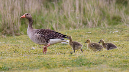 Graugans (Anser anser) mit Jungen © Rolf Müller