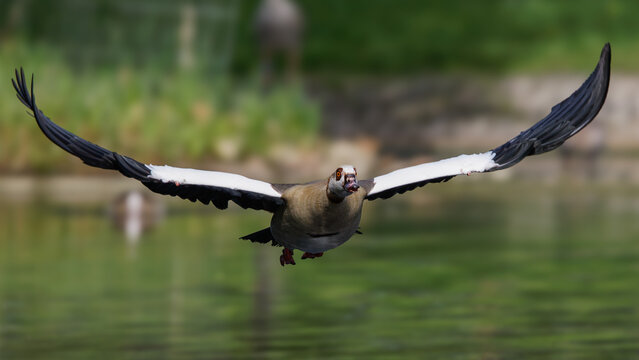 Nilgans (Alopochen aegyptiacus)