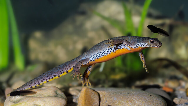 Bergmolch (Triturus alpestris) Weibchen