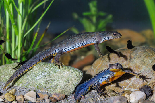 Bergmolch (Triturus alpestris) M&auml;nnchen und Weibchen
