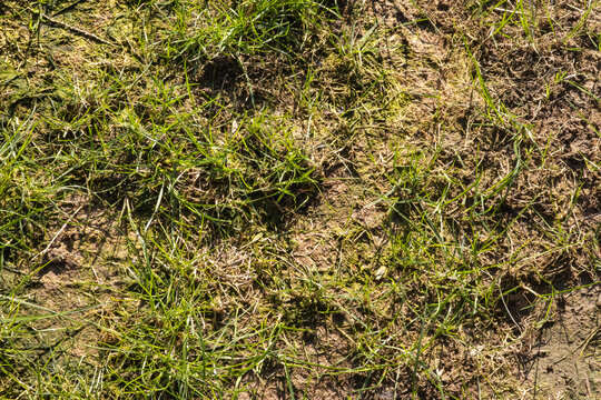 Patchy Grass Lawn with Weeds and Dry Areas