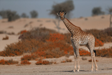 Fototapeta premium A majestic young giraffe stands alert in a vast desert landscape, surrounded by orange scrub bushes and rolling sand dunes.