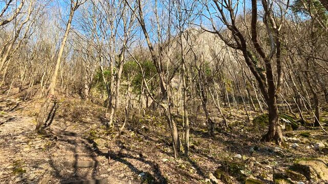Static Autumn Forest With Bare Trees and Distant Rock Formation. Ozren Mountain, Sokobanja region. Balkans, Serbia.