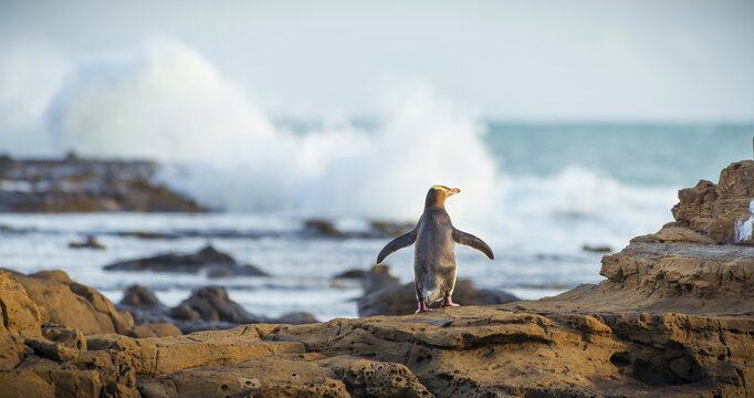 Yellow-eyed penguin, Hoiho (Megadyptes antipodes) on rock, drying its wings, Petrified Forest, Curio Bay, Southlands, South Island, New Zealand