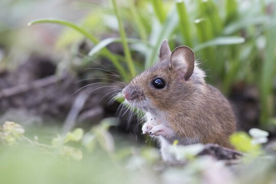 Forest mouse (Apodemus sylvaticus), animal portrait, Hesse, Germany