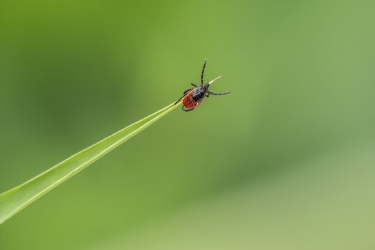 Female tick, Castor Bean Tick (Ixodes ricinus) lurks on a blade of grass, Bavaria, Germany