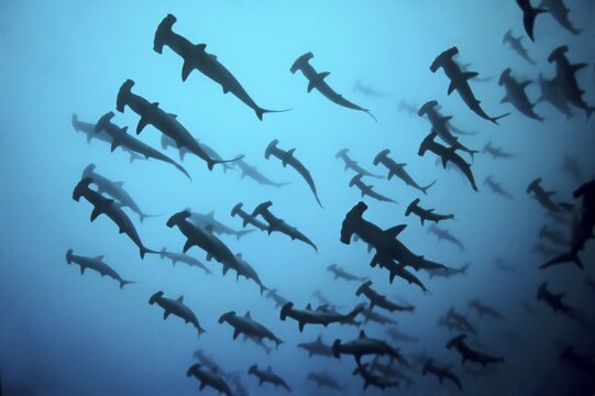 Fish school, shoal Scalloped Hammerheads ( Sphyrna lewini) in turbid water, thermocline, off Darwin Island, Pacific Ocean, Galapagos Archipelago, Ecuador