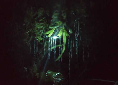 Bioluminescence, luminous glow worm (Arachnocampa luminosa), maggot of Fungus gnats (Mycetophilidae) in a cave, endemic in New Zealand, Leith Valley, Dunedin, New Zealand
