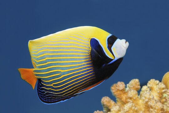 Emperor Angelfish (Pomacanthus imperator), Great Barrier Reef, Pacific, Australia