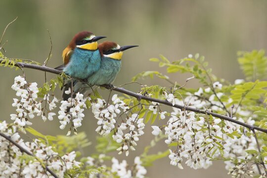 Bee-eaters (Merops apiaster), pair of animals in blooming Robinia, Rhineland-Palatinate, Germany