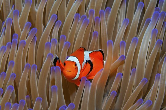 Ocellaris Clownfish (Amphiprion ocellaris) in Magnificent sea anemone (Heteractis magnifica), Great Barrier Reef, Coral Sea, Pacific Ocean, Australia