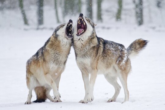 Howling Wolves (Canis lupus) in the snow, Hesse, Germany