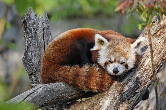 Red Panda (Ailurus fulgens), Schoenbrunn Zoo, Vienna, Austria, Europe