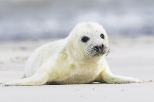 Newborn gray seal (Halichoerus grypus) lying on the beach, Heligoland, Schleswig-Holstein, Germany