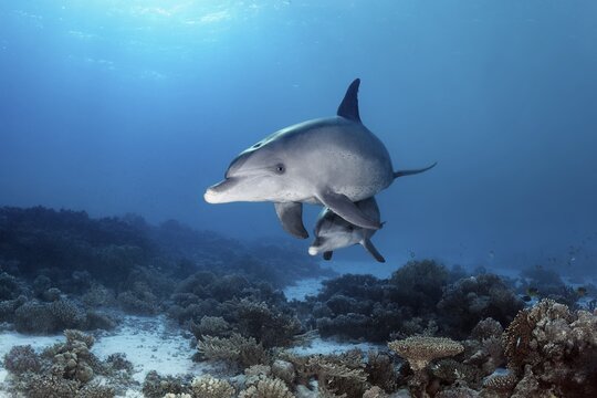 Bottlenose dolphins (Tursiops truncatus), dam with calf, swimming in shallow water over coral reef in sunshine, Red Sea, Egypt