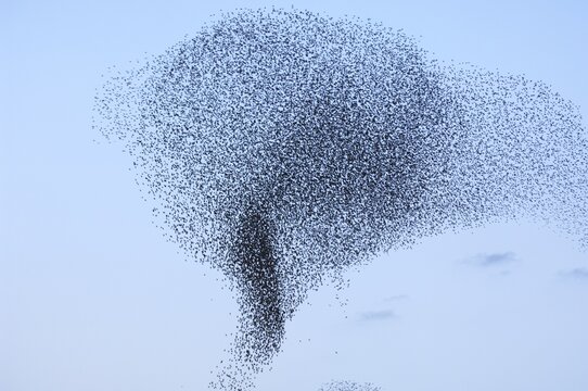Flock of starlings (Sturnus vulgaris) migrating in winter, Rome, Italy