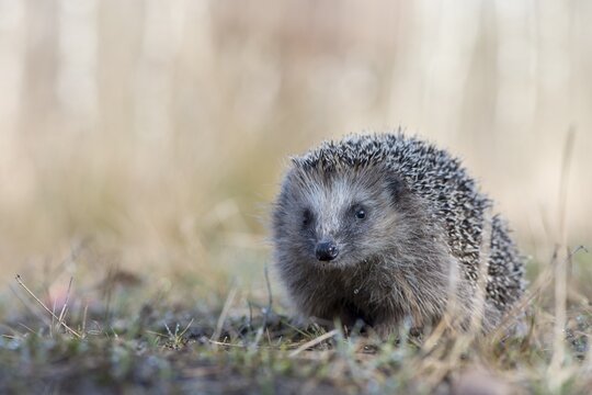 European hedgehog (Erinaceus europaeus), Emsland, Lower Saxony, Germany