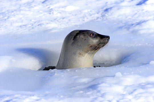 Harp Seal or Saddleback Seal (Pagophilus groenlandicus, Phoca groenlandica), adult female, looking out of breathing hole or aglu, Magdalen Islands, Gulf of Saint Lawrence, Quebec, Canada